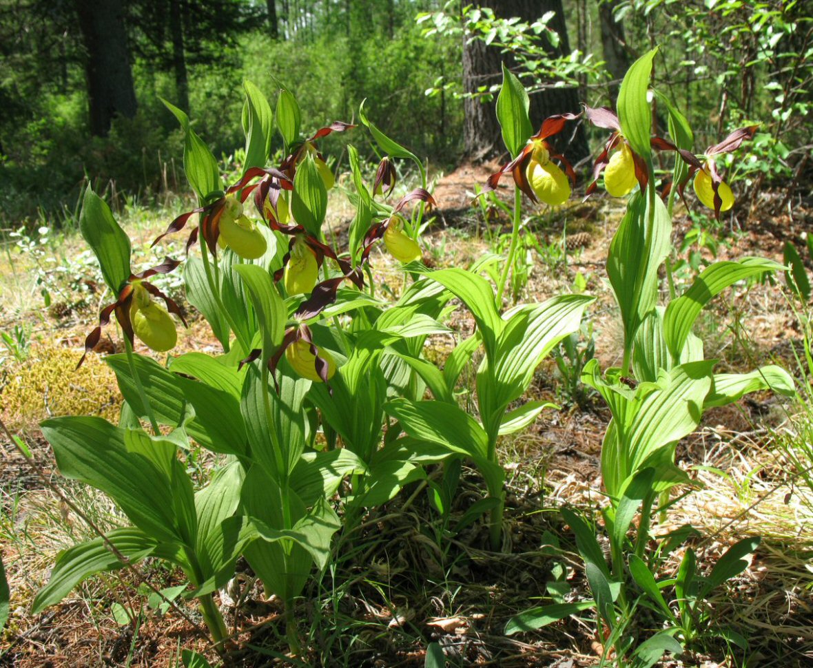 Image of Cypripedium calceolus specimen.