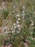 Delphinium camptocarpum. Цветущие растения. Узбекистан, Бухарская обл., окр. г. Караулбазар. 13.05.2009.