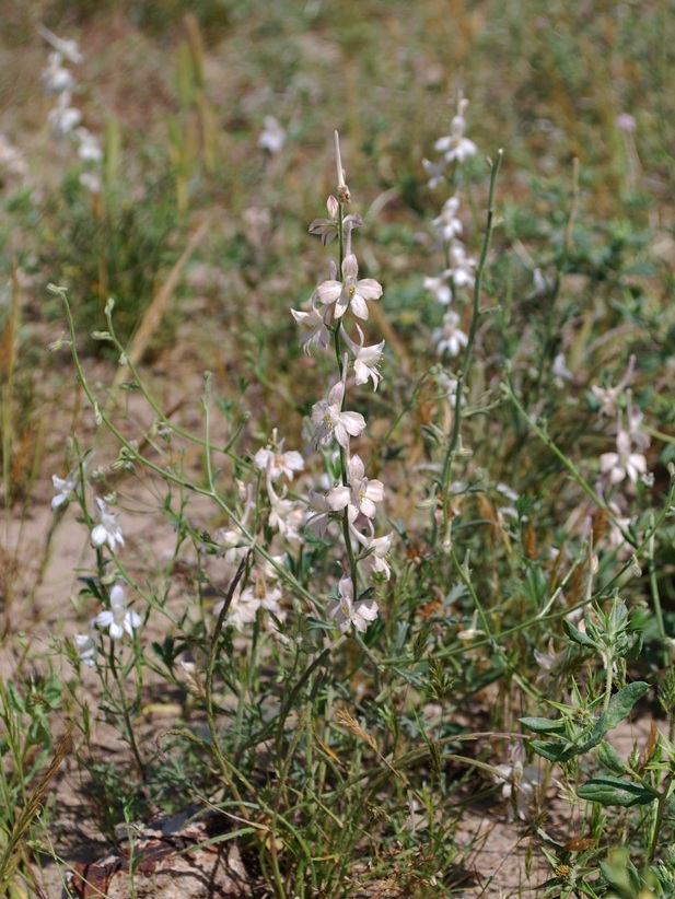 Изображение особи Delphinium camptocarpum.