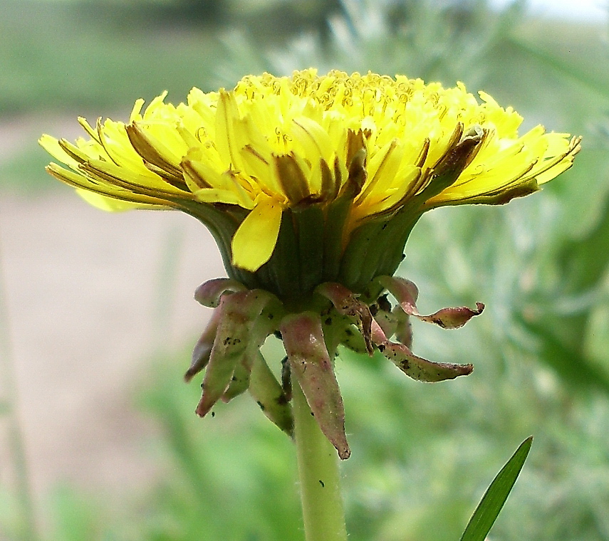 Image of genus Taraxacum specimen.