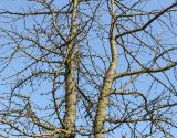 Ginkgo biloba. Средняя часть кроны покоящегося дерева. Германия, г. Кемпен, в озеленении улицы. 25.03.2013.