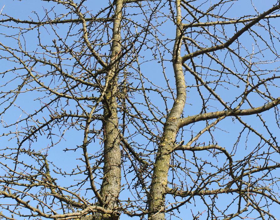 Image of Ginkgo biloba specimen.
