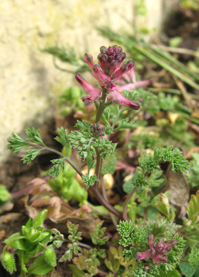 Изображение особи Fumaria officinalis.