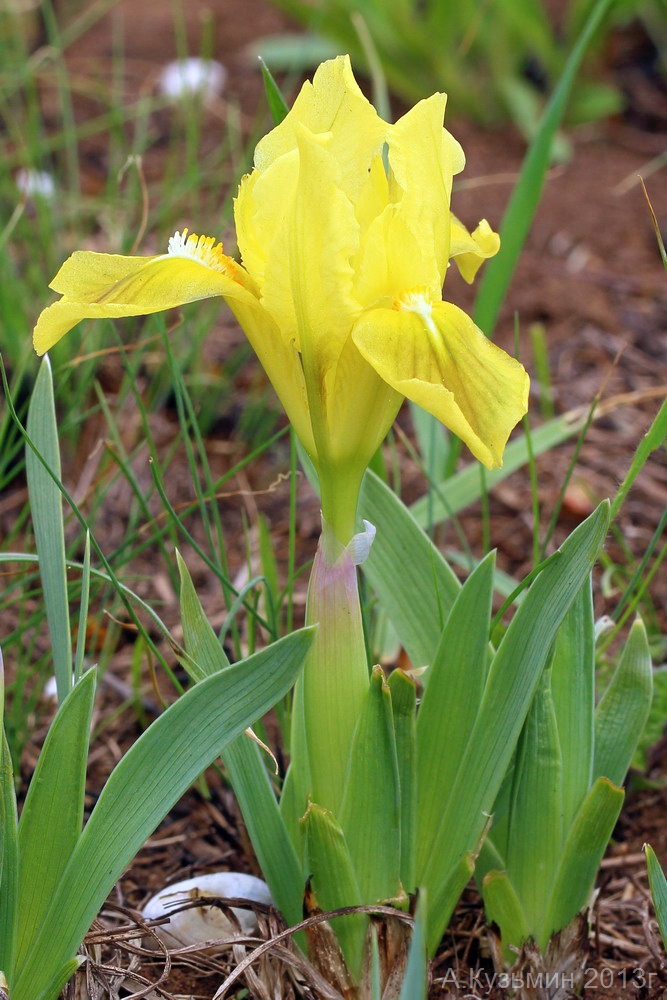 Image of Iris pumila specimen.