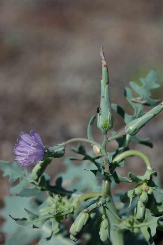 Изображение особи Lactuca undulata.