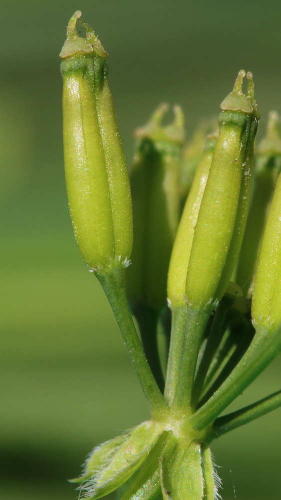 Изображение особи Anthriscus sylvestris.