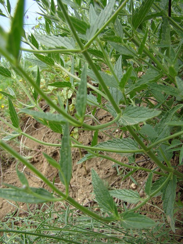 Image of Nepeta parviflora specimen.