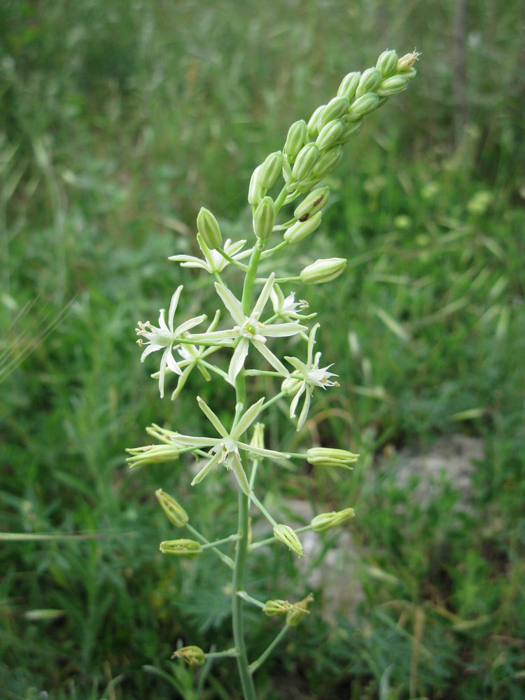 Изображение особи Ornithogalum pyrenaicum.