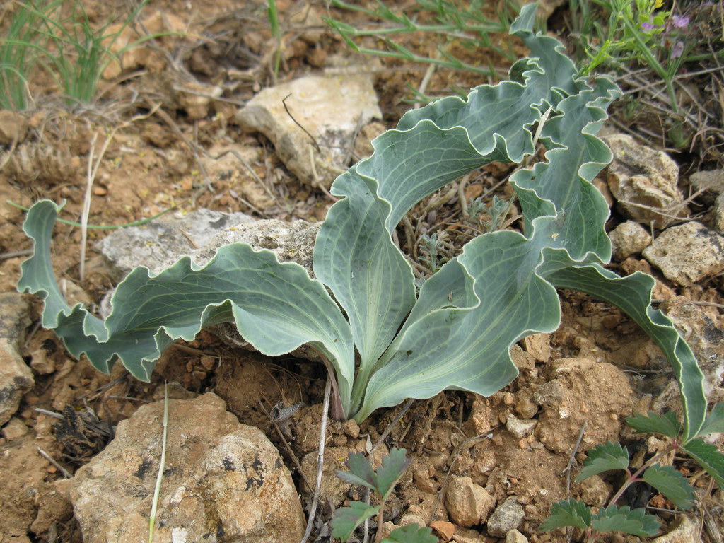 Image of Scorzonera crispa specimen.