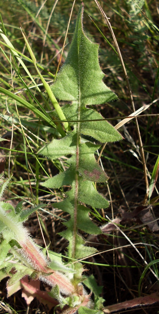 Изображение особи Crepis rhoeadifolia.