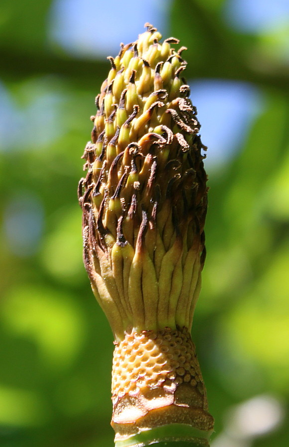 Image of Magnolia hypoleuca specimen.