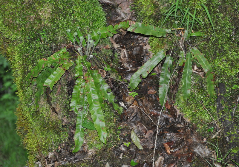 Image of Phyllitis scolopendrium specimen.