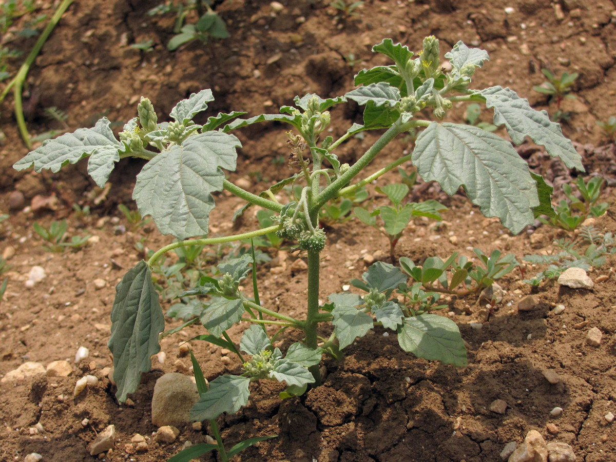 Image of Chrozophora tinctoria specimen.