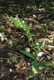 Epipactis muelleri. Цветущее растение. Крым, склон Долгоруковской яйлы, дубово-грабинниковый лес. 5 июля 2013 г.