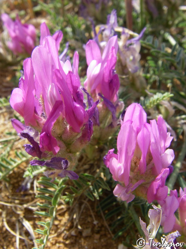 Image of Astragalus onobrychis specimen.