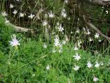 Aquilegia vicaria