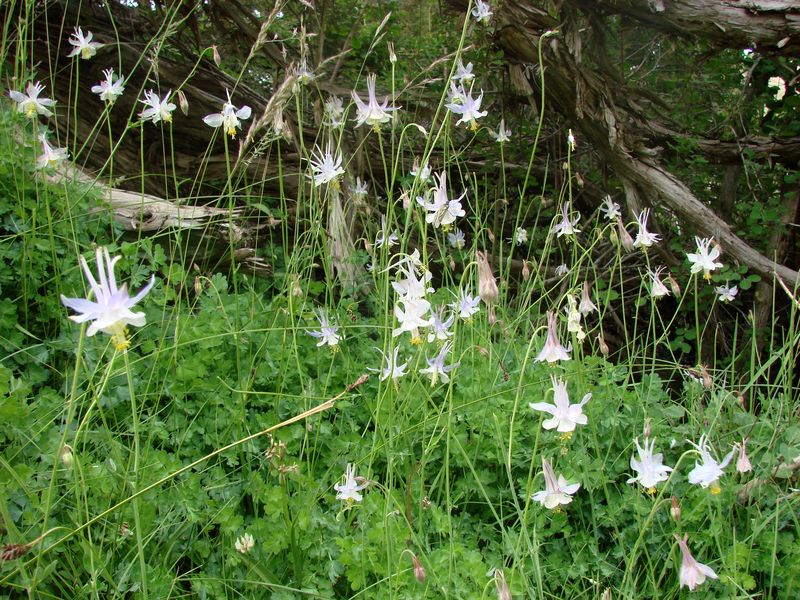 Изображение особи Aquilegia vicaria.