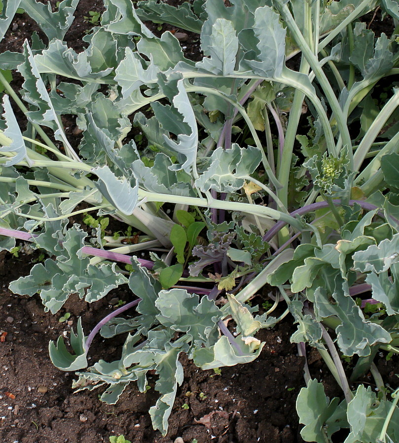 Изображение особи Crambe maritima.