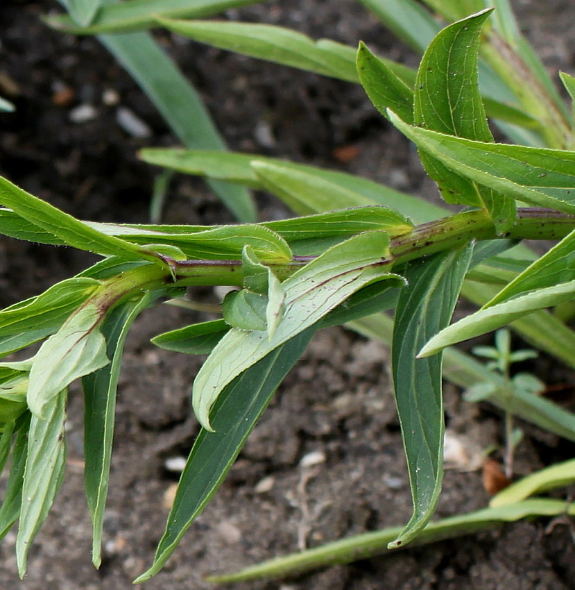 Image of Digitalis lutea specimen.