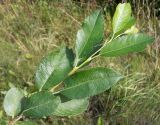 Salix myrsinifolia. Побег. Московская обл., Лотошинский р-н, окр. дер. Савостино. 04.08.2013.