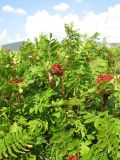 Rhus coriaria