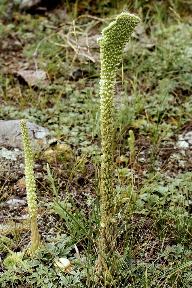 Image of Orostachys spinosa specimen.