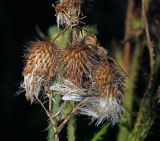 Cirsium palustre