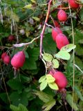 Rosa glabrifolia. Ветвь с созревающими плодами. Свердловская обл., окр. г. Североуральск, поляна, заросшая травой, в районе скал Грюнвальдта. 15.08.2013.