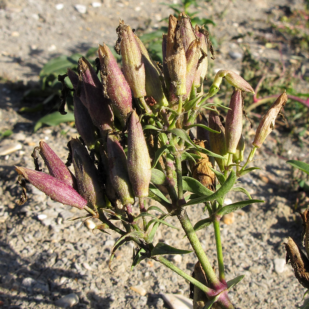 Изображение особи Saponaria officinalis.