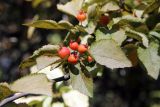 Crataegus nitida. Часть ветви с соплодием. Узбекистан, г. Ташкент, Ботанический сад им. Ф.Н. Русанова, североамериканская часть дендропарка. 20.10.2013.