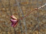 Euonymus pauciflorus