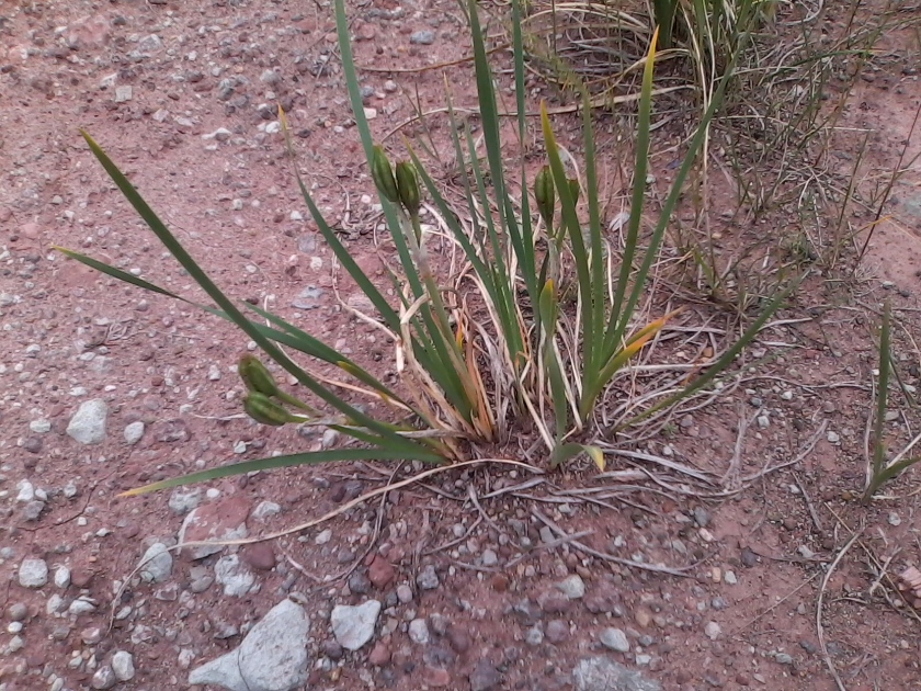 Image of Iris biglumis specimen.