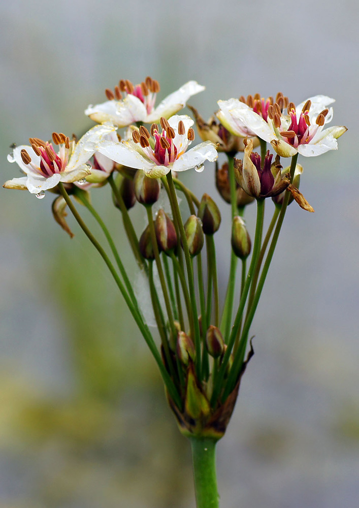 Image of Butomus umbellatus specimen.