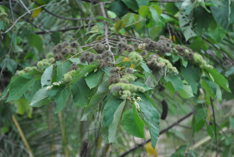 Image of Commersonia bartramia specimen.