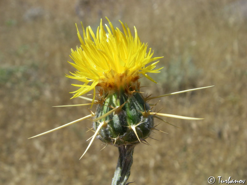 Image of Centaurea solstitialis specimen.