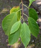 Halesia carolina