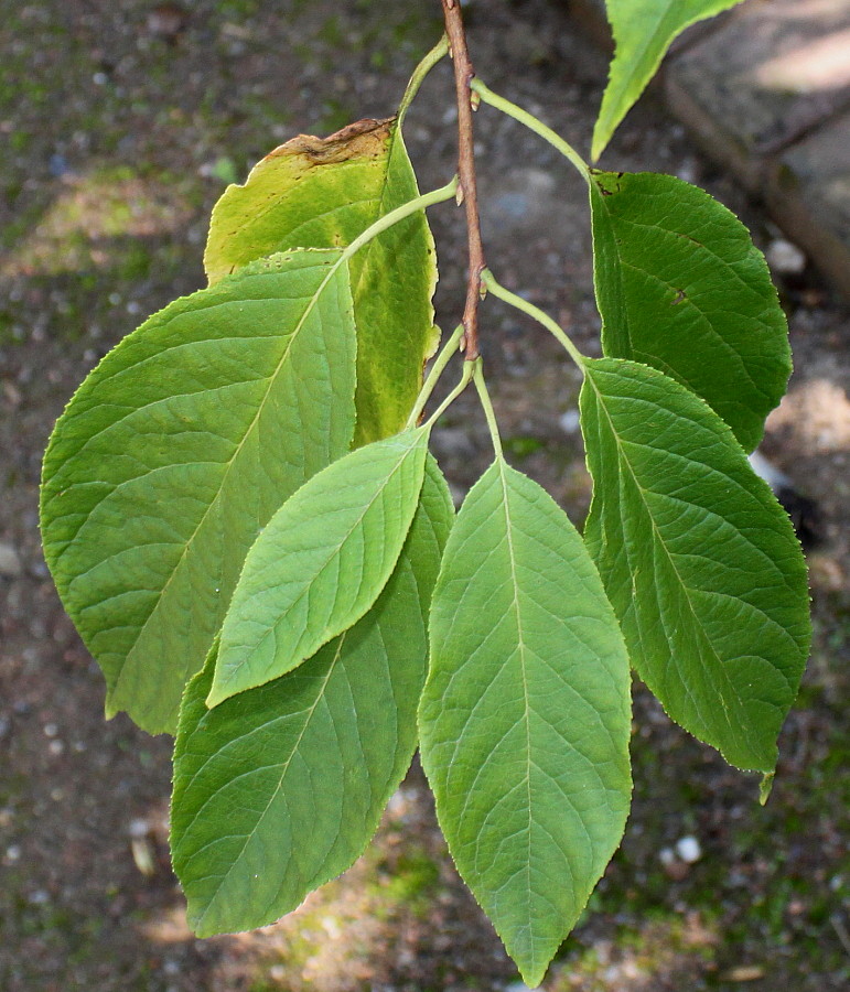 Изображение особи Halesia carolina.