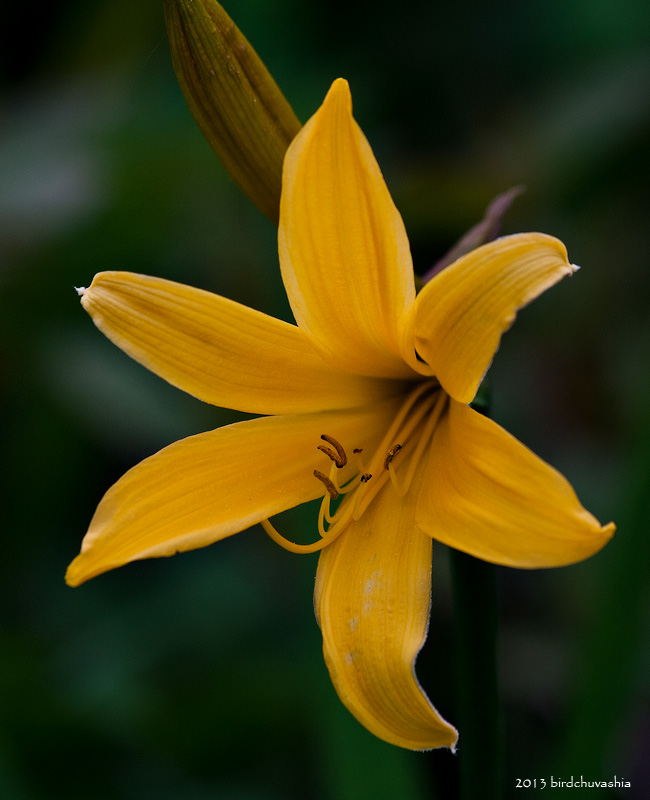 Image of Hemerocallis esculenta specimen.