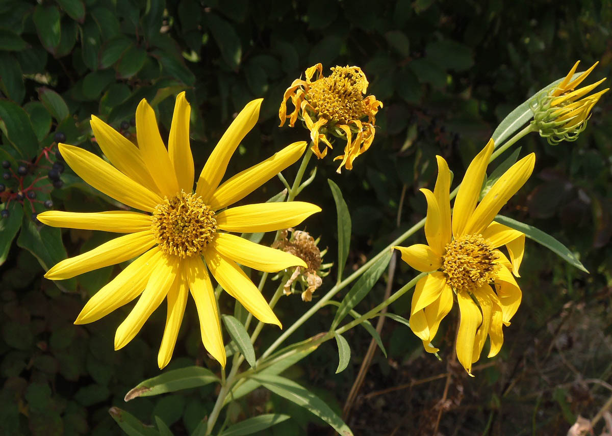 Изображение особи род Helianthus.