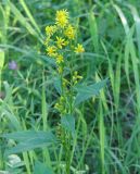 Solidago virgaurea subspecies dahurica. Верхушка цветущего растения. Иркутская обл., окр. Иркутского вдхр. 20.07.2007.