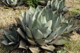 Agave parryi