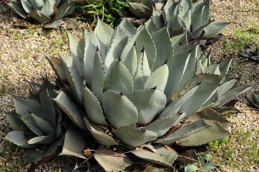 Изображение особи Agave parryi.