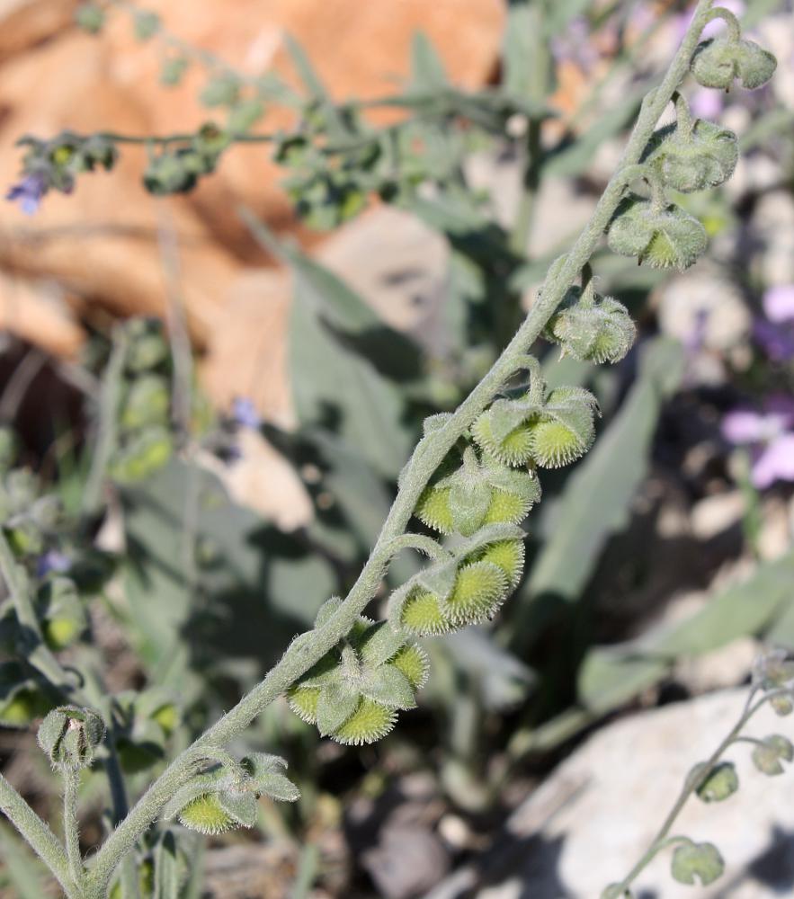 Изображение особи Cynoglossum creticum.