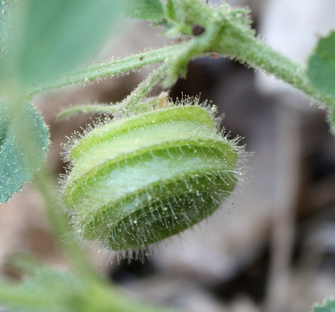 Изображение особи Medicago scutellata.