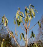 Rhododendron ambiguum