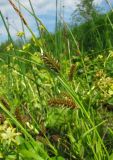 Carex vesicaria. Верхушка плодоносящего побега. Архангельская обл., Вельский р-н, окр. пос. Усть-Шоноша, берег р. Вель. 25.06.2011.