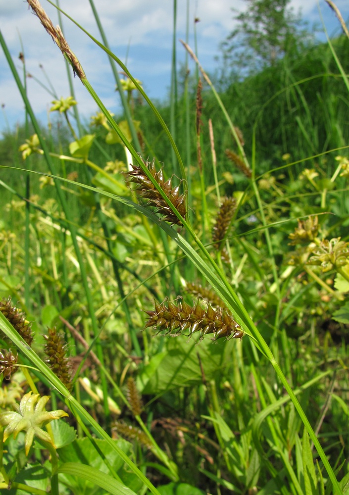 Изображение особи Carex vesicaria.