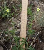 Potentilla heidenreichii