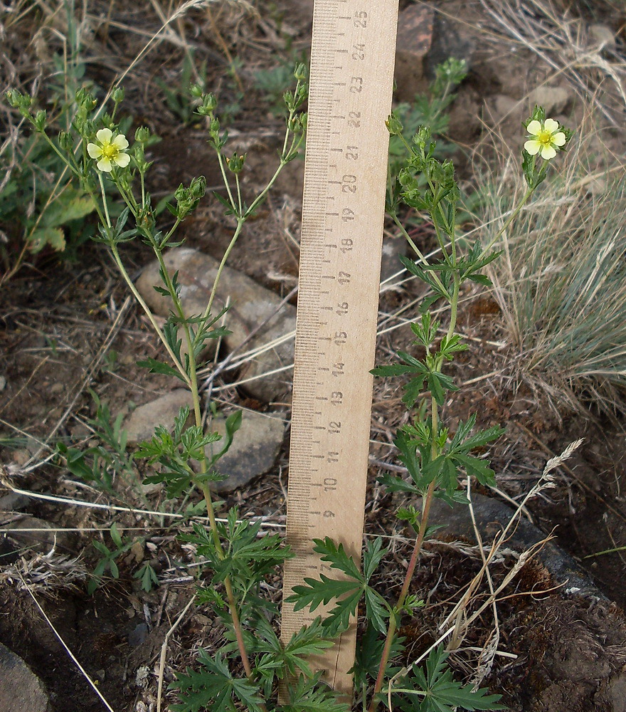 Image of Potentilla heidenreichii specimen.