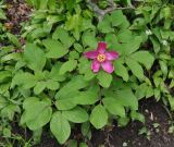 Paeonia caucasica. Цветущее растение. Краснодарский край, Апшеронский р-н, окр. пос. Мезмай, хребет Гуама, Орлиная скала. 28.04.2014.